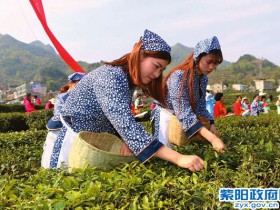 陕西日报：做大“茶”文章 带动大发展