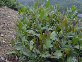陕西紫阳蒿坪紫芽茶树 做出来的茶水中带香