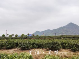 陕西紫阳：茶叶综合产值近43.4亿元 助农脱贫致富