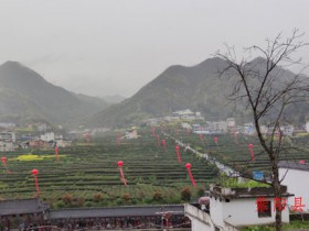 《陕西农村报》紫阳富硒茶 让绿水青山更美 金山银山更大