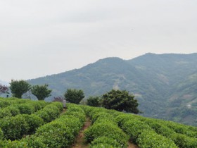 加快项目建设 献礼建党百年——紫阳:打造茶马古道文化旅游区 推动茶旅深度融合发展