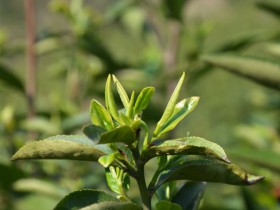 紫阳县麻柳镇组织开展秋季茶园建园技术培训