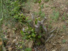 陕西的紫阳茶树是灌木还是乔木？