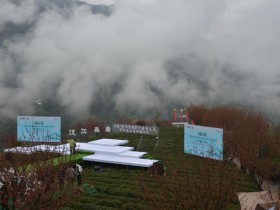 紫阳举行“春之茶”旅游季之知府巡游暨茶山千人对歌活动