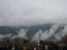 光明日报：陕西紫阳26万亩富硒茶盛大开园