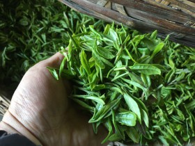 紫阳县多措并举保障春茶采摘用工需求