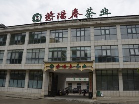 紫阳春是什么茶?