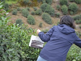 陕西紫阳县那个茶厂用的蒿坪镇的茶叶