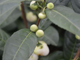 紫阳县高桥镇:茶园管护忙 来年茶飘香