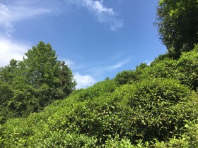 紫阳富硒茶打不打农药?