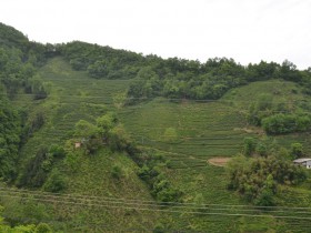 到紫阳看茶园什么时候合适?