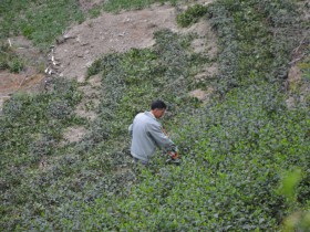 安康市紫阳县5月1日茶园的茶都采摘完了么?