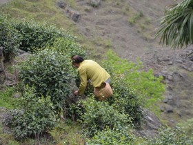 紫阳县蒿坪镇古茶树
