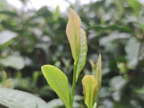紫阳1号与陕茶1号茶树有什么区别?