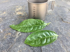 茶树“紫阳1号”与“紫阳大叶泡”有什么区别