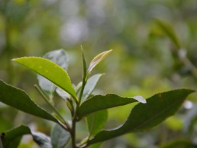 陕西日报:紫阳 轻点屏幕管茶园