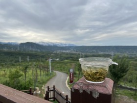 从茶马古道到跨越国界的茶香共鸣——外国记者探访紫阳富硒茶园