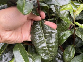 紫阳富硒茶氨基酸含量