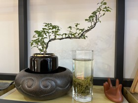 紫阳茶秋茶什么时候上市?