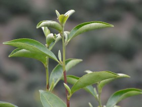 安康紫阳富硒茶是几月份发叶子?