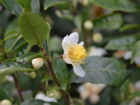 紫阳茶新鲜茶花泡水喝是什么味道?