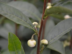 11月份紫阳茶树开花季 老茶园欣赏