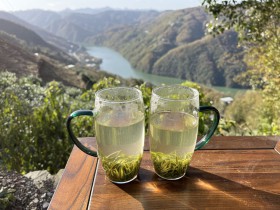 紫阳茶最具权威性的介绍