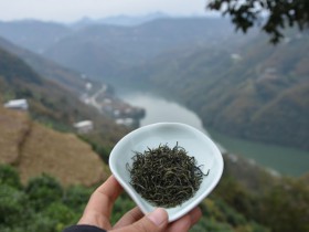 紫阳毛尖和都匀毛尖哪个好?