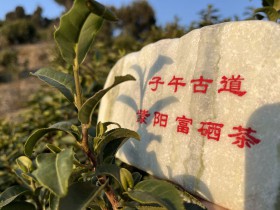 紫阳富硒茶2026年价格走势分析