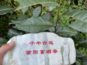 《当代陕西》| 一个品牌的“百家争‘茗’”