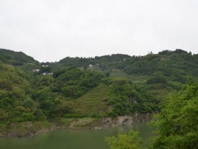 紫阳焕古茶和红椿茶有啥区别?