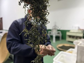 紫阳毛尖和紫阳翠峰的本质区别是什么?