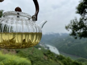 紫阳清明毛尖有什么特点