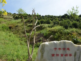 石泉县的富硒茶好还是紫阳的富硒茶好
