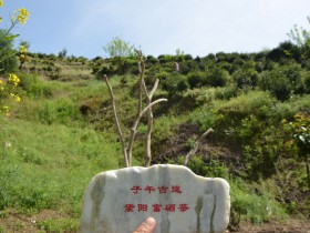 紫阳富硒茶是大厂的好还是小作坊的好?