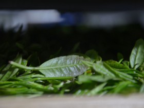 陕西紫阳毛尖假茶多吗?