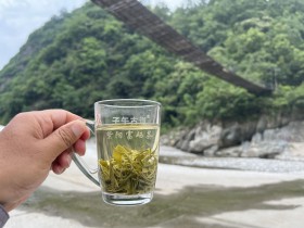 安康的紫阳毛尖为什么会出名