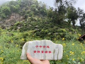 紫阳茶获中国茶叶流通协会“五星产品”认证