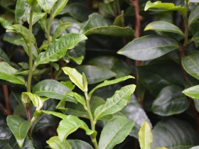 紫阳茶园秋天还能采茶吗?