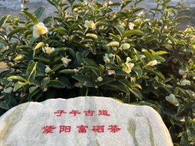 安康市茶叶哪个品牌最好?