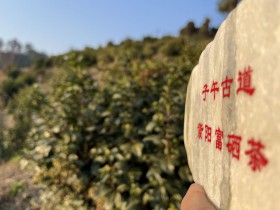 紫阳茶叶哪里的最好