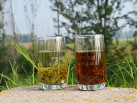 紫阳富硒茶是凉性还是温性?