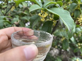 西安哪里能买到正宗的紫阳桂花茶