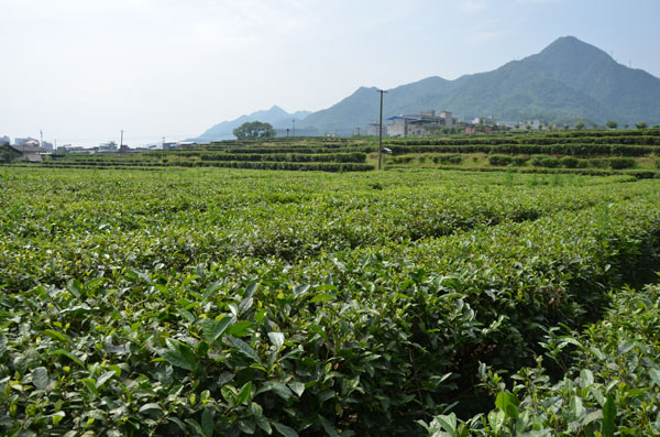 紫阳茶