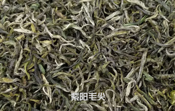 紫阳富硒毛尖