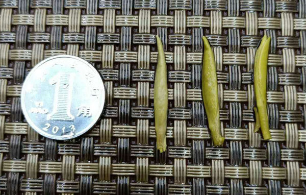 紫阳银针
