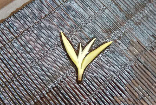 紫阳银针茶