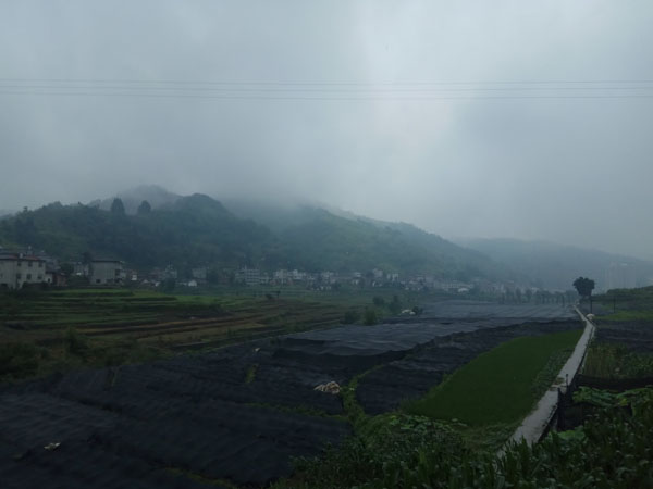 茶苗