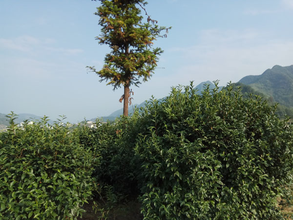 紫阳夏茶