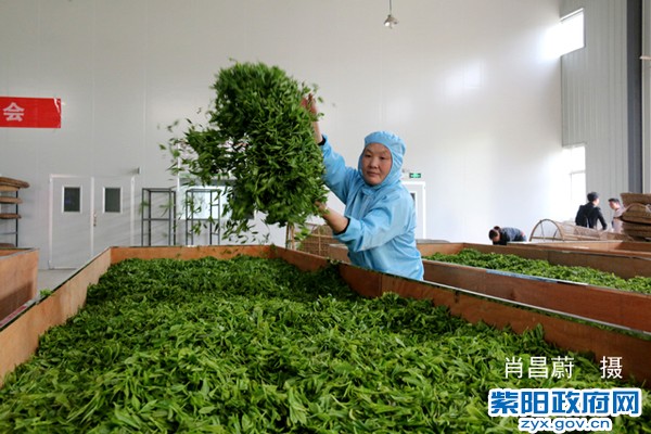 斗茶大赛